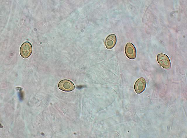 Galerina perplexa  fo.albina